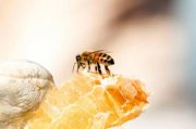 蜂蜜界的“爱马仕”——琅尼斯(Langnese)北欧臻品石南蜂蜜